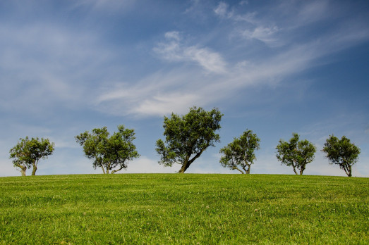 trees 790220 1920